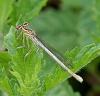 Platycnemis pennipes